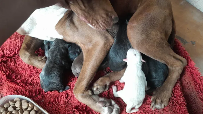 Cachorro raça Pit boll idade 1 ano nome Paola