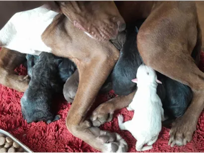 Cachorro raça Pit boll idade 1 ano nome Paola