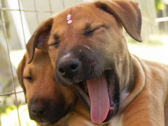 Cachorro ra a SRD-ViraLata idade 2 a 6 meses nome Leona
