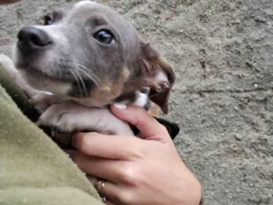 Cachorro raça SRD-ViraLata idade 2 a 6 meses nome Joca