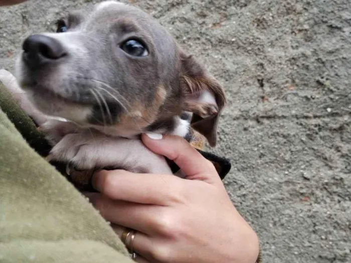 Cachorro ra a SRD-ViraLata idade 2 a 6 meses nome Joca