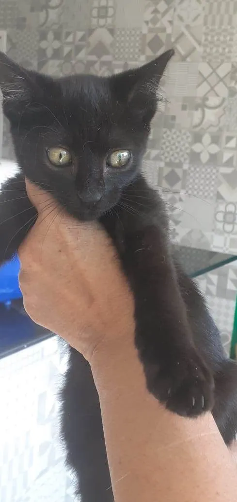 Gato ra a Srd idade 2 a 6 meses nome Edy