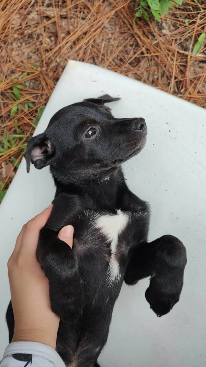 Cachorro ra a  idade 2 a 6 meses nome Não sei 