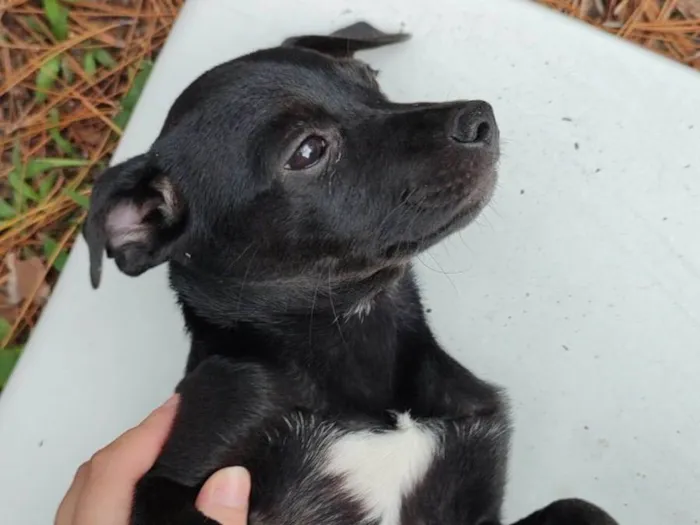 Cachorro ra a  idade 2 a 6 meses nome Não sei 