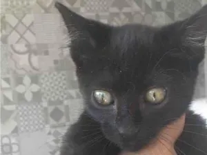 Gato raça Srd idade 2 a 6 meses nome Edy