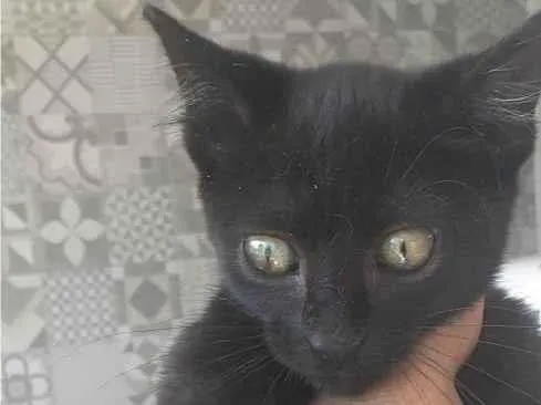 Gato ra a Srd idade 2 a 6 meses nome Edy