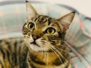 Gato raça SRD-ViraLata idade 7 a 11 meses nome YAGO