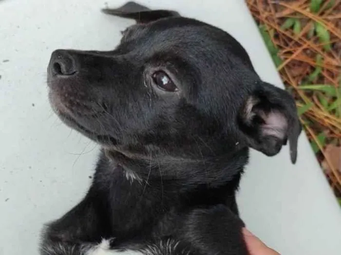 Cachorro ra a  idade 2 a 6 meses nome Não sei 