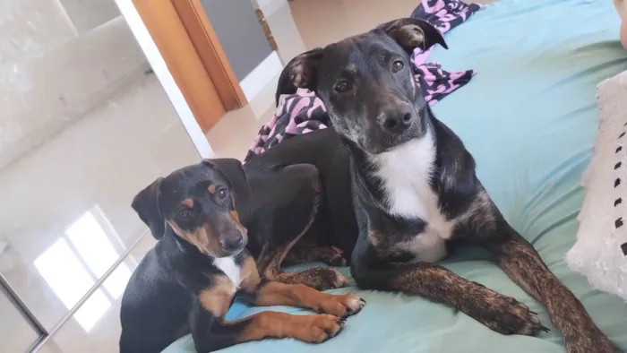 Cachorro ra a Capa preta com vira lata e vira lata idade 2 a 6 meses nome Amora e Olaf