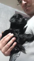 Cachorro raça SRD-ViraLata idade Abaixo de 2 meses nome sem nome