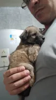 Cachorro raça SRD-ViraLata idade Abaixo de 2 meses nome sem nome