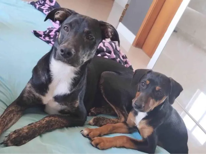 Cachorro ra a Capa preta com vira lata e vira lata idade 2 a 6 meses nome Amora e Olaf