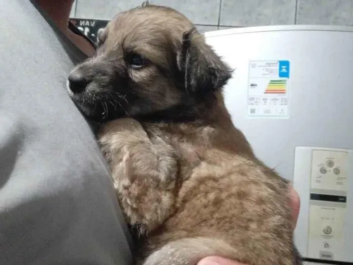 Cachorro raça SRD-ViraLata idade Abaixo de 2 meses nome sem nome