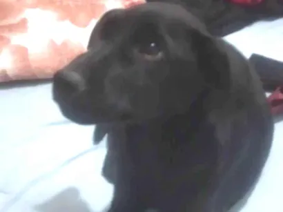 Cachorro raça  idade 2 a 6 meses nome Argurt