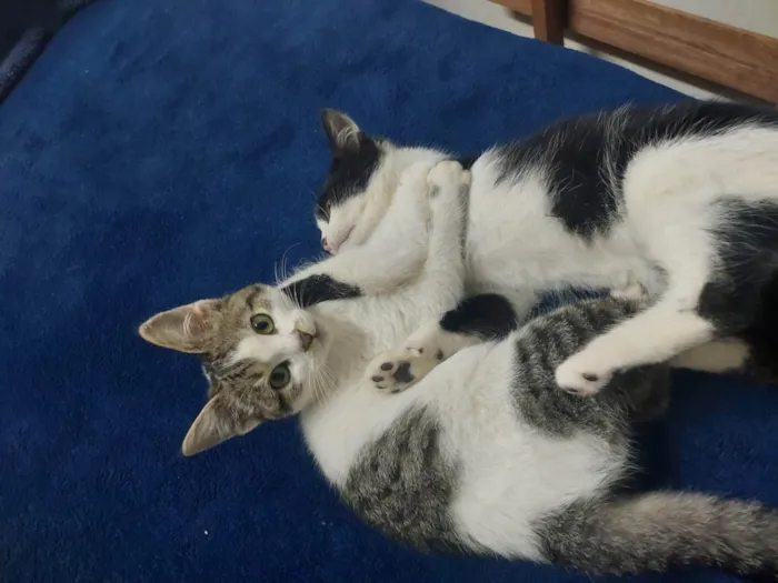 Gato ra a Vira Lata idade 2 a 6 meses nome Phel e Alune