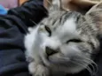 Phel e Alune