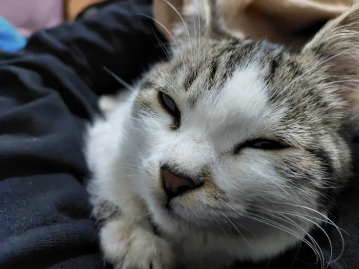 Gato ra a Vira Lata idade 2 a 6 meses nome Phel e Alune