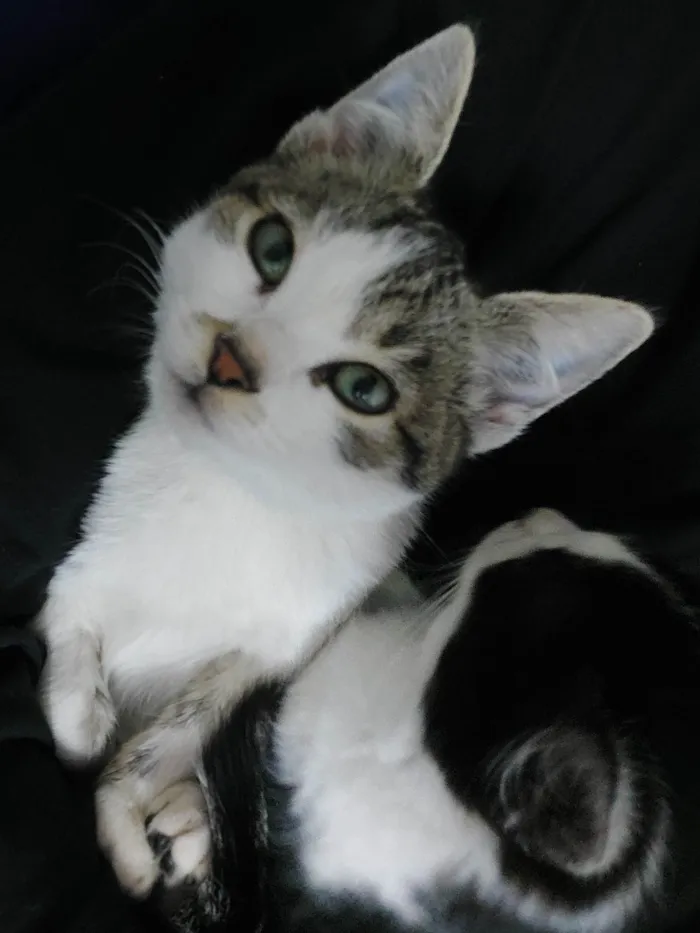 Gato ra a Vira Lata idade 2 a 6 meses nome Phel e Alune