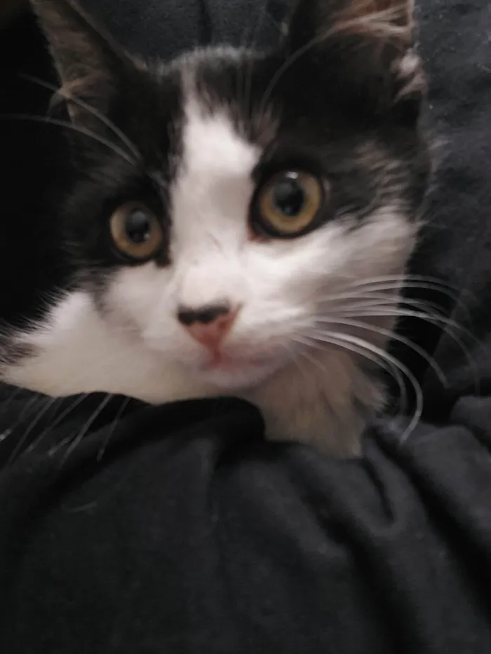 Gato ra a Vira Lata idade 2 a 6 meses nome Phel e Alune