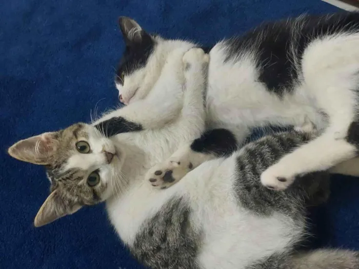 Gato ra a Vira Lata idade 2 a 6 meses nome Phel e Alune