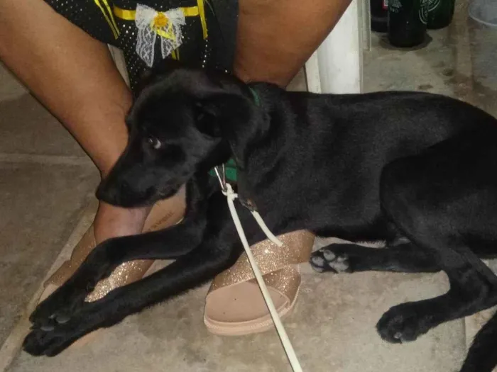 Cachorro ra a Místico idade 2 a 6 meses nome Pretinho