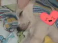 Faísca e fumaça