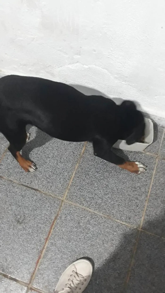 Cachorro ra a Pitbull com vira lata  idade 7 a 11 meses nome Akira