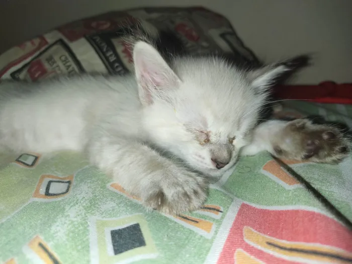 Gato raça Cianes  idade 2 a 6 meses nome Kira