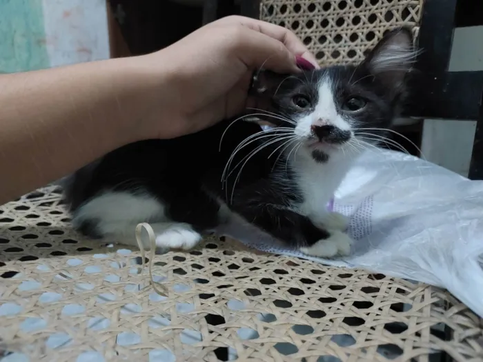 Gato ra a Preta e branca idade 2 a 6 meses nome Aries 