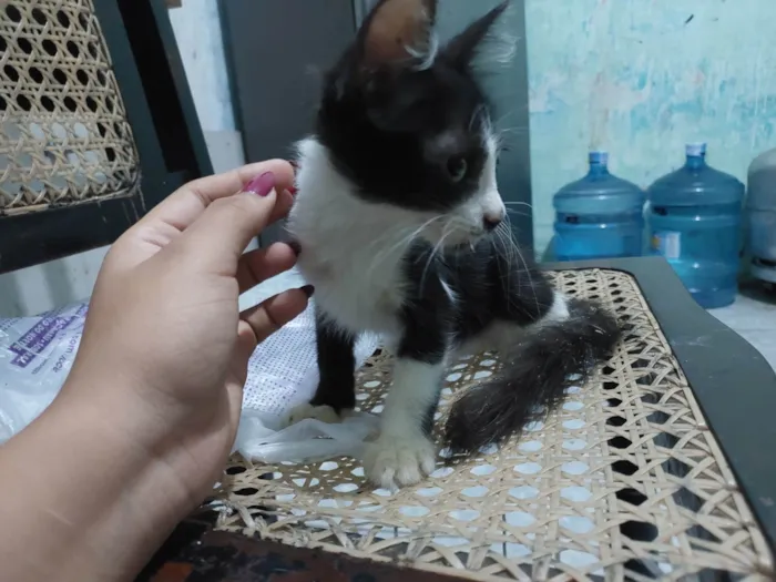 Gato ra a Preta e branca idade 2 a 6 meses nome Aries 