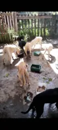 SEIS FILHOTÕES