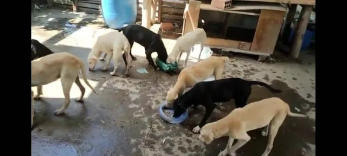 Cachorro ra a SRD-ViraLata idade 2 a 6 meses nome SEIS FILHOTÕES