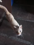 PITYCO