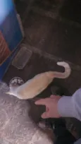 PITYCO