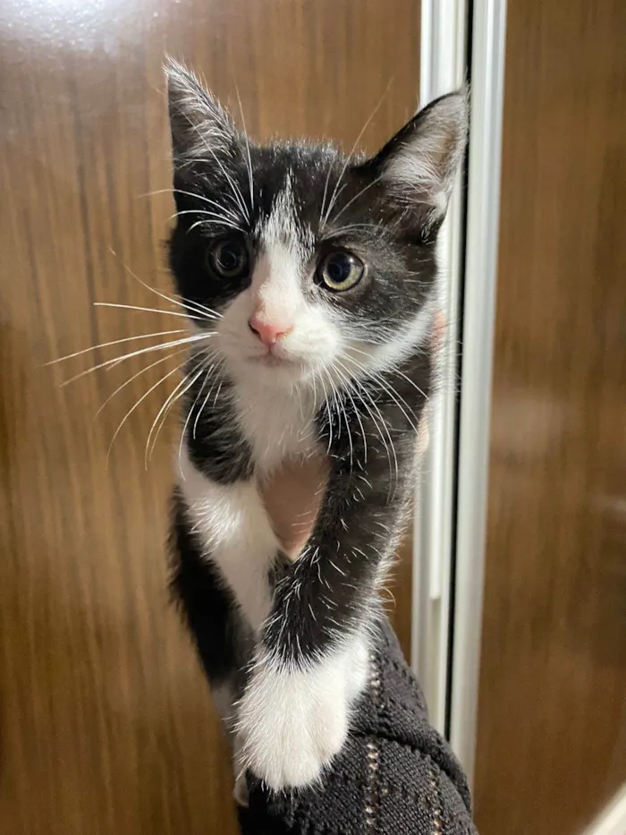 Gato ra a SRD-ViraLata idade 2 a 6 meses nome Bigode