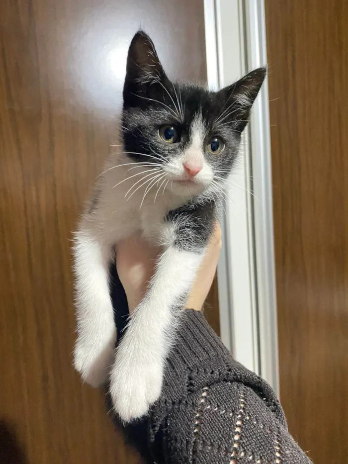 Gato ra a SRD-ViraLata idade 2 a 6 meses nome Bigode