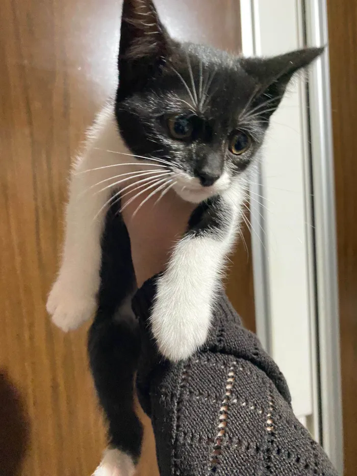 Gato ra a SRD-ViraLata idade 2 a 6 meses nome Bigode