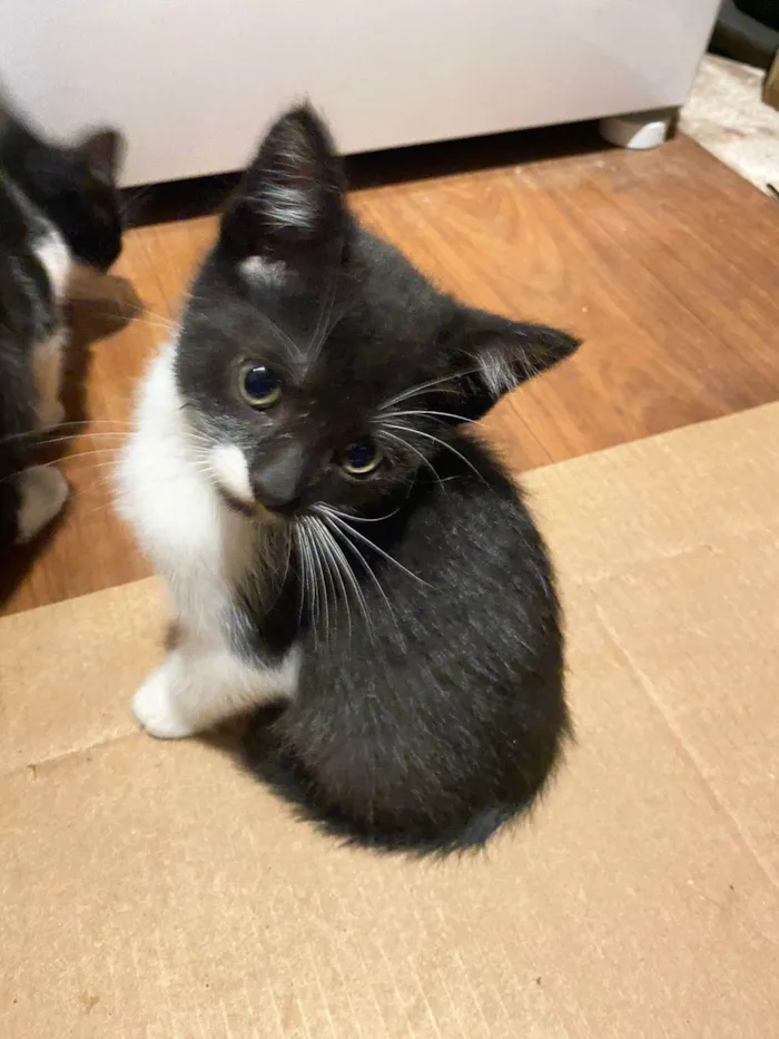 Gato ra a SRD-ViraLata idade 2 a 6 meses nome Bigode