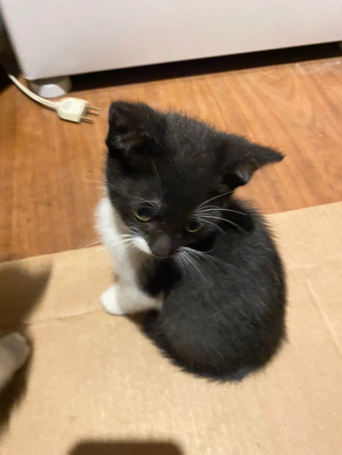Gato ra a SRD-ViraLata idade 2 a 6 meses nome Bigode