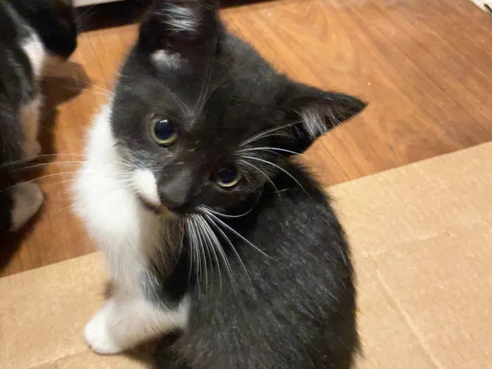 Gato ra a SRD-ViraLata idade 2 a 6 meses nome Bigode