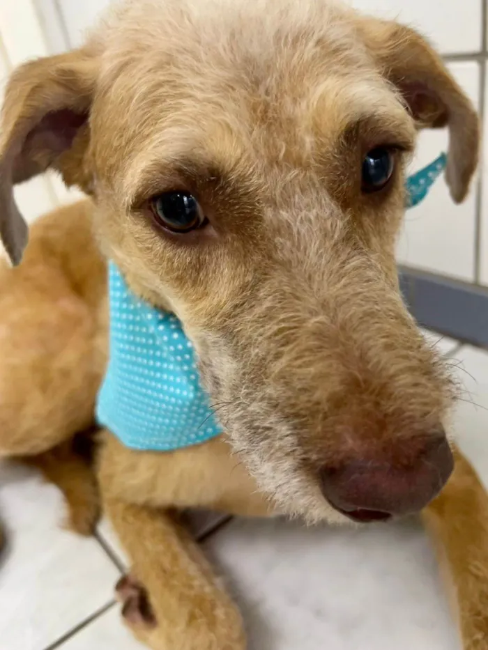 Cachorro ra a SRD-ViraLata idade 2 anos nome Leão