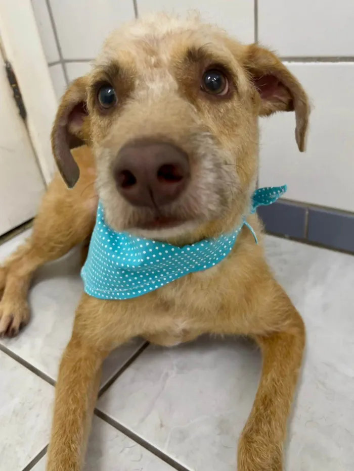 Cachorro ra a SRD-ViraLata idade 2 anos nome Leão