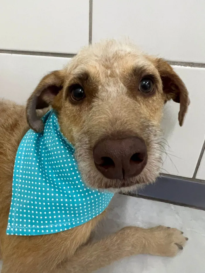 Cachorro ra a SRD-ViraLata idade 2 anos nome Leão