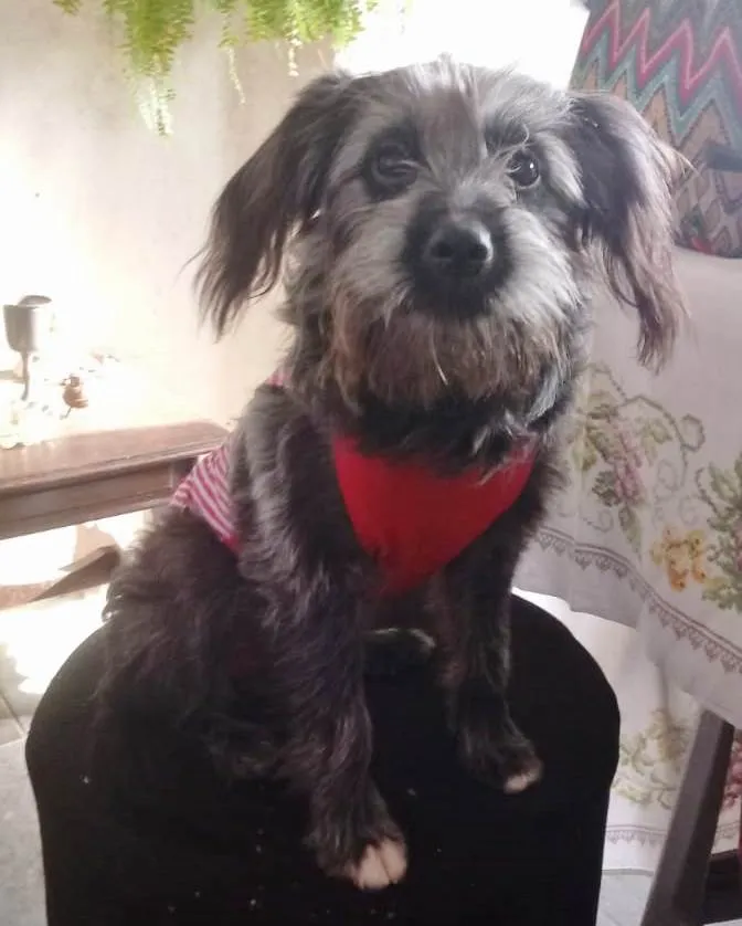 Cachorro raça SRD-ViraLata idade 7 a 11 meses nome JUJU FÊMEA