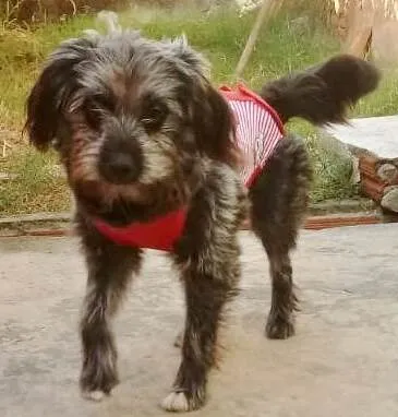 Cachorro raça SRD-ViraLata idade 7 a 11 meses nome JUJU FÊMEA