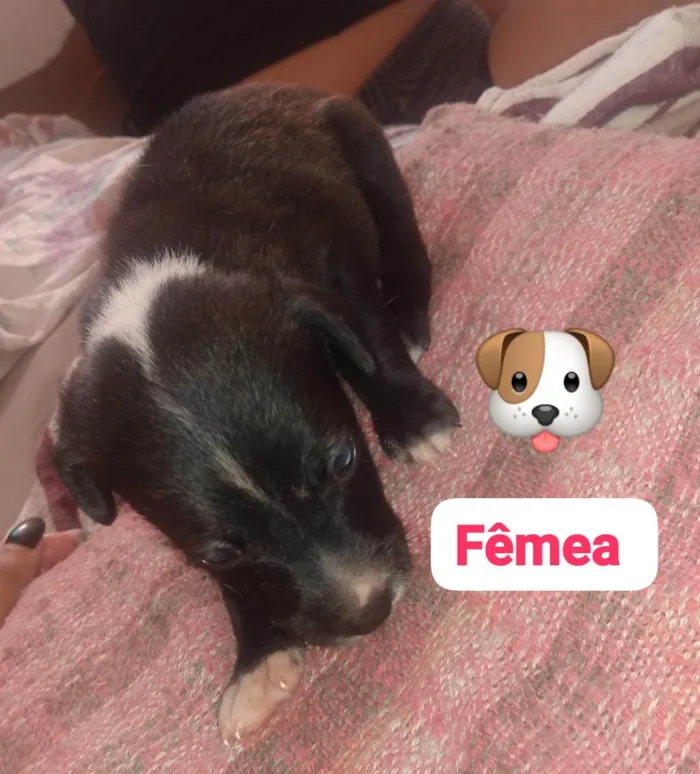 Cachorro ra a  idade Abaixo de 2 meses nome Sabrina 