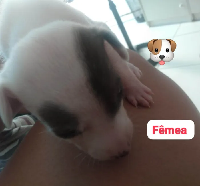 Cachorro ra a  idade Abaixo de 2 meses nome Sabrina 