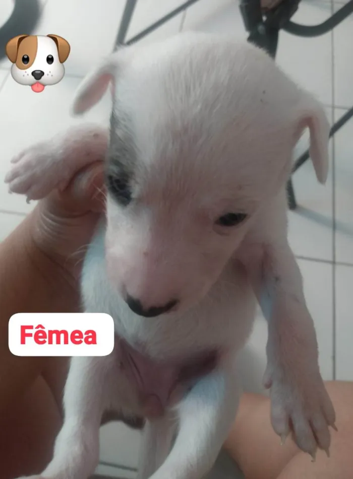 Cachorro ra a  idade Abaixo de 2 meses nome Sabrina 