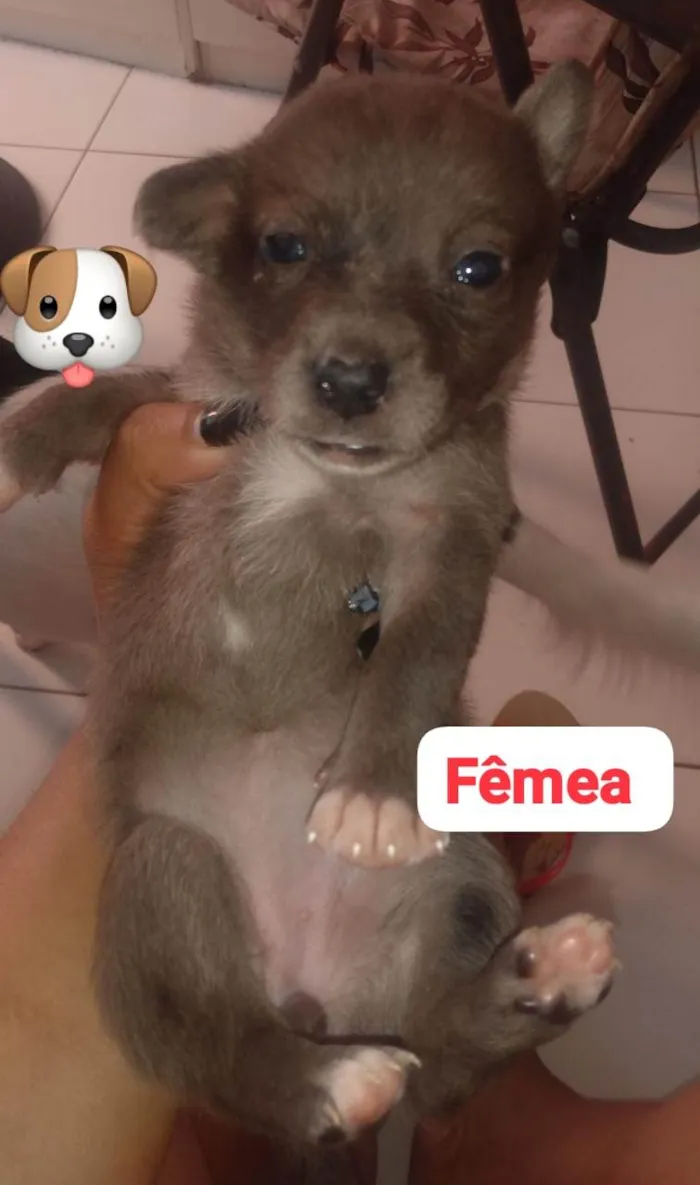 Cachorro ra a  idade Abaixo de 2 meses nome Sabrina 