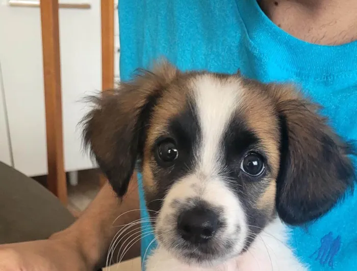 Cachorro raça Indefinida idade 2 a 6 meses nome Mel